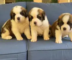 Purebred AKC Saint Bernard puppies for sale