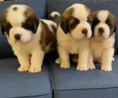 Purebred AKC Saint Bernard puppies for sale