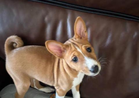 4 AKC Basenji puppies for sale