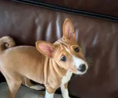 4 AKC Basenji puppies for sale