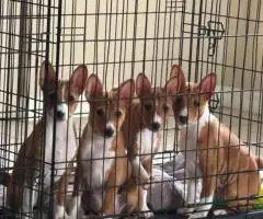 4 AKC Basenji puppies for sale