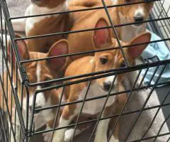 4 AKC Basenji puppies for sale