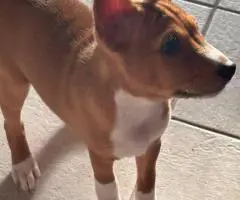 4 AKC Basenji puppies for sale