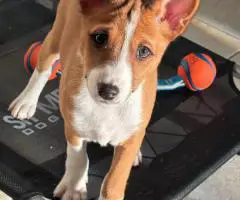 4 AKC Basenji puppies for sale