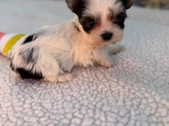 Beautiful Morkie puppies