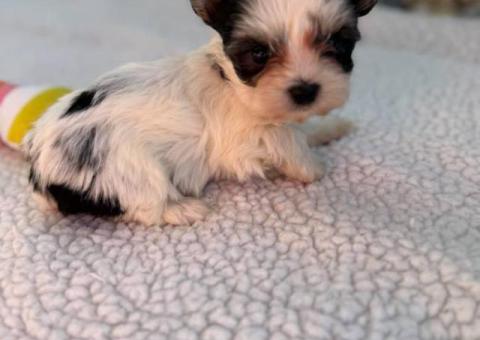 Beautiful Morkie puppies