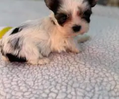 Beautiful Morkie puppies