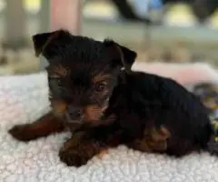 Beautiful Morkie puppies