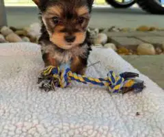 Beautiful Morkie puppies