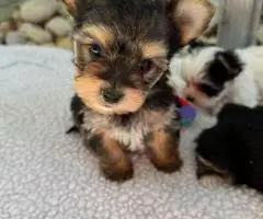 Beautiful Morkie puppies
