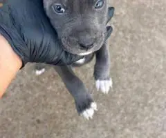 7 weeks old Pitbull puppies for sale