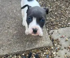 7 weeks old Pitbull puppies for sale
