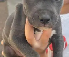 7 weeks old Pitbull puppies for sale