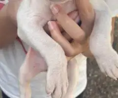 7 weeks old Pitbull puppies for sale