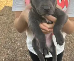 7 weeks old Pitbull puppies for sale