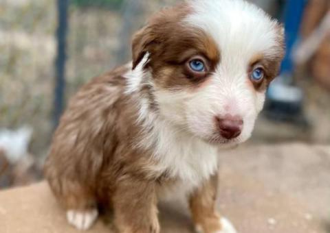 5 Miniature Aussie puppies for sale