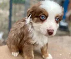 5 Miniature Aussie puppies for sale
