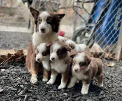 5 Miniature Aussie puppies for sale