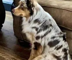 5 Miniature Aussie puppies for sale