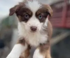 5 Miniature Aussie puppies for sale