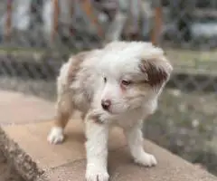 5 Miniature Aussie puppies for sale