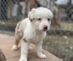 5 Miniature Aussie puppies for sale