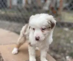 5 Miniature Aussie puppies for sale