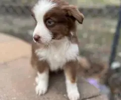 5 Miniature Aussie puppies for sale