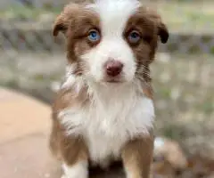 5 Miniature Aussie puppies for sale