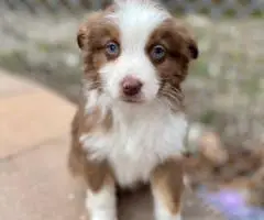 5 Miniature Aussie puppies for sale