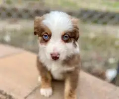 5 Miniature Aussie puppies for sale