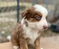 5 Miniature Aussie puppies for sale