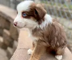 5 Miniature Aussie puppies for sale