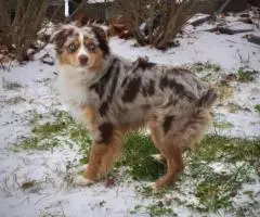 5 Miniature Aussie puppies for sale