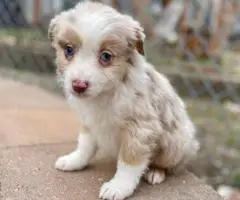 5 Miniature Aussie puppies for sale