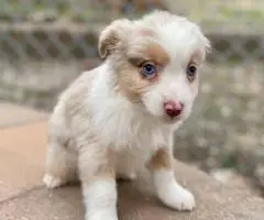 5 Miniature Aussie puppies for sale