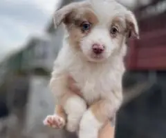 5 Miniature Aussie puppies for sale