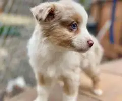 5 Miniature Aussie puppies for sale