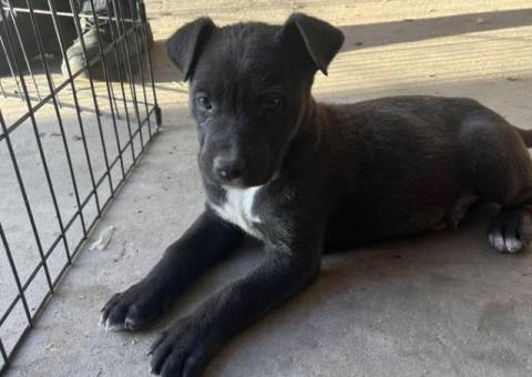 German Pit puppies available