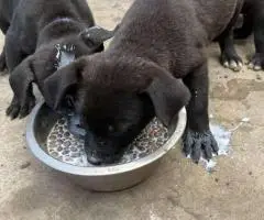 German Pit puppies available