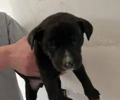 German Pit puppies available