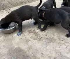 German Pit puppies available