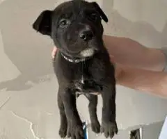 German Pit puppies available