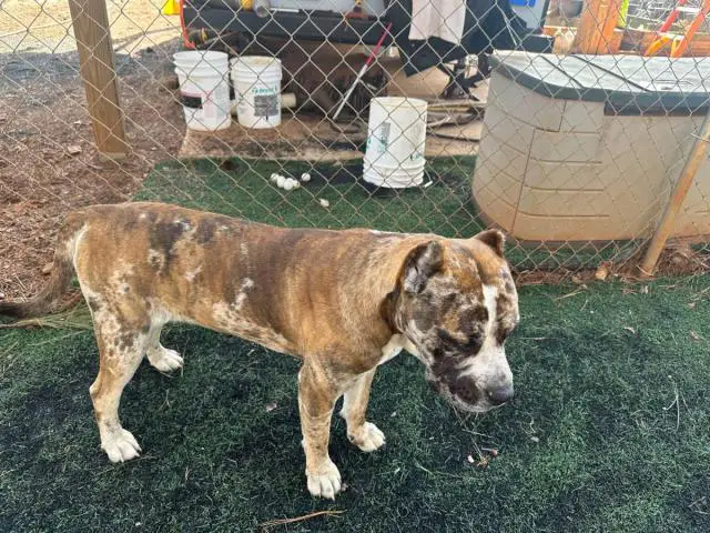 Bulario Mastiff puppies for Sale