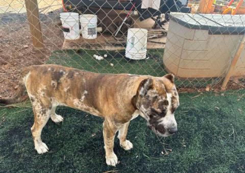 Bulario Mastiff puppies for Sale