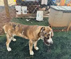 Bulario Mastiff puppies for Sale