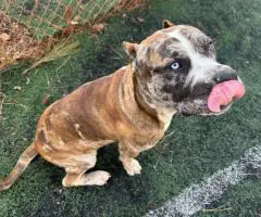 Bulario Mastiff puppies for Sale