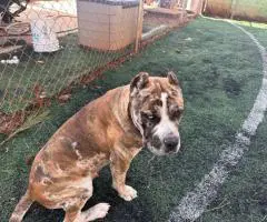 Bulario Mastiff puppies for Sale