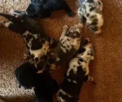 Bulario Mastiff puppies for Sale