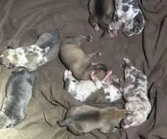 Bulario Mastiff puppies for Sale